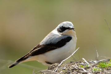 Northern wheatear (Oenanthe oenanthe)