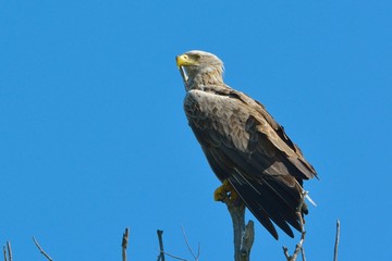 White Tailed Eagle (Haliaeetus albicilla)