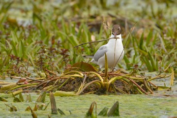 Black Headed Gull (Chroicocephalus ridibundus)