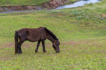 A dark brown pony grazes the grass in the farm