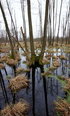 Podmokłe torfowiska w rezerwacie przyrody Olszyny Niezgodzkie na Dolnym Śląsku w okolicach Milicza, w krainie Baryczy - obrazy, fototapety, plakaty