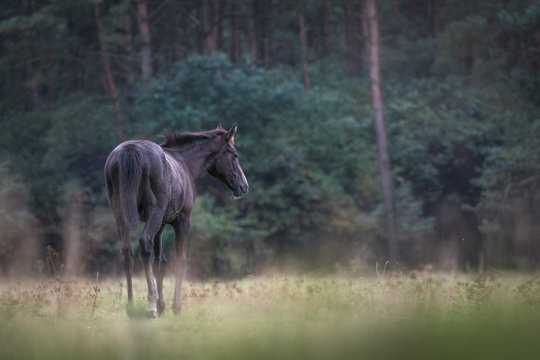 Senner Wildpferde an den Emsquellen im Teutoburger Wald