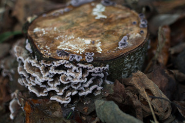 Fungus growing on a dead tree