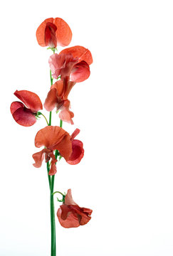 1 521 Best スイートピー Images Stock Photos Vectors Adobe Stock