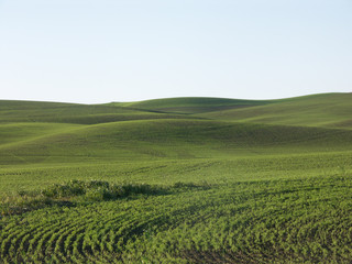 Fototapeta na wymiar Green Wheat Field