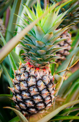Fototapeta premium Pineapple fruit in farm