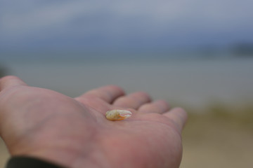 沖縄の瀬長嶋で見つけたカニの爪