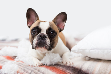 home pet destroyer lies on the bed with a torn pillow. Pet care abstract photo. Small guilty dog with funny face.