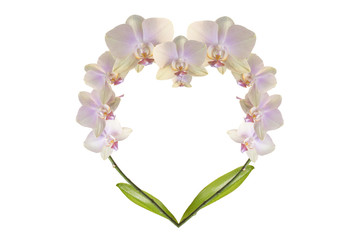 Twigs delicate pink orchid curved in the shape of heart with leaves isolated on white background