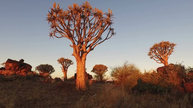 Landscape view of quiver trees (Aloe dichotoma) at sunset, Namibia, southern Africa
