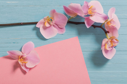 orchid on blue wooden background