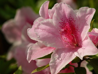 Obraz premium 雨上がりの水滴を纏うツツジ