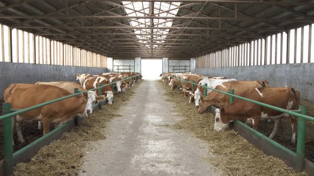 Cow on farm