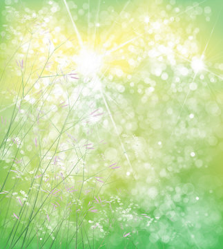 Vector summer,  green,  nature  background,  flowers  on bokeh green background.