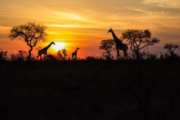 silhouettes de girafes au coucher de soleil dans la savane