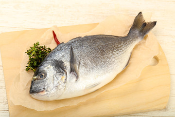 raw dorada fish