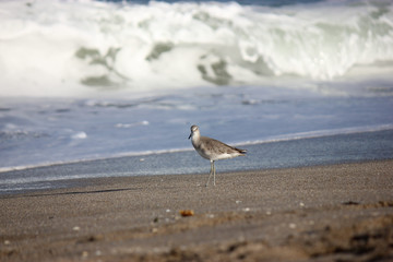 Sandpiper on Beach