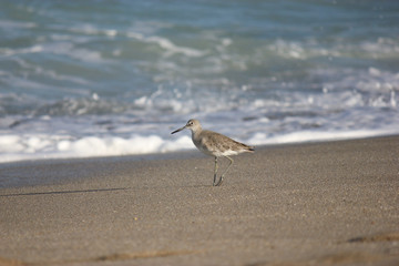 Sandpiper on Beach