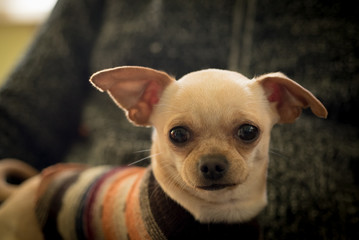 small dog chihuahua