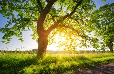 Birkenlaub im Morgenlicht mit Sonnenlicht. Sonnenaufgang auf dem Feld © candy1812
