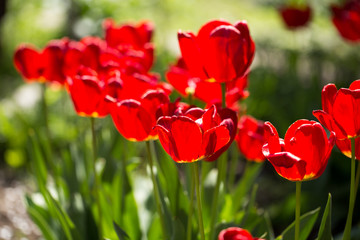 Obraz premium Red tulip flowers in a park
