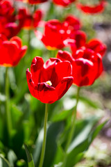Fototapeta premium Red tulip flowers in a park
