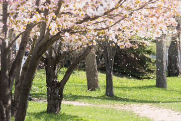桜の花 / 春の出発イメージ