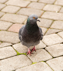 Dove walks along the pavement