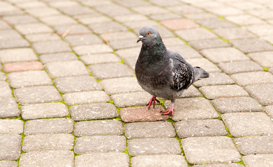 Dove walks along the pavement