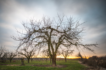 Obraz premium Baum in einer Winterlandschaft in Rheinhessen