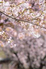 桜の花 / 春の出発イメージ