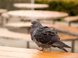 Dove on the table in the park