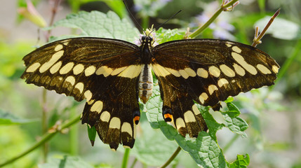 Fototapeta premium Butterfly on leaf