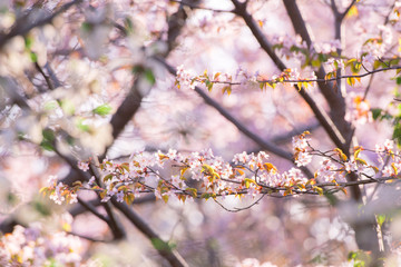 桜の花 / 春の出発イメージ