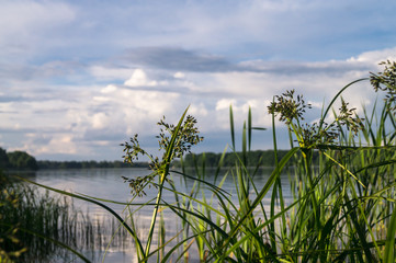 Bulrush and its bunches of small spikelets. The Biserovo lakefront, Moscow region, Russia. © Subcomandantemarcos