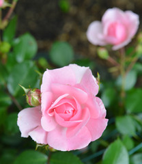 Roses on a bush in a garden.