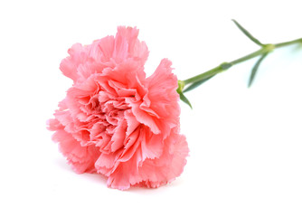Pink carnation