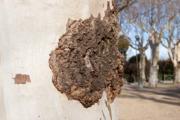tronc de platane et maladie