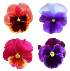 Fotobehang set of colorful pansy on white background © ImagesMy