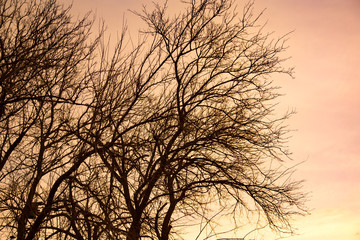 Naked tree branches against the backdrop of the sunset