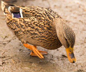 Duck on the ground in the park