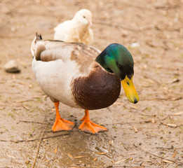 Duck on the ground in the park
