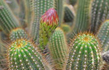 Obraz premium Cactus Flower