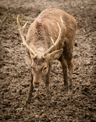 Portrait of a deer in a zoo in winter