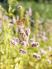 Beautiful butterfly in the wild on a plant