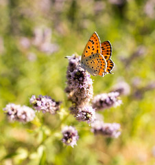 Beautiful butterfly in the wild on a plant