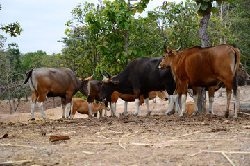 Banteng