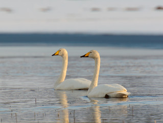Whooper swan.Tromso,Norway