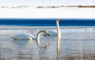 Whooper swan.Tromso,Norway