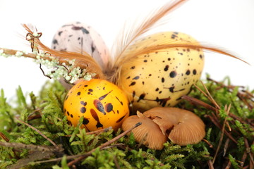 bunte Ostereier in der Natur auf Moos im Wald